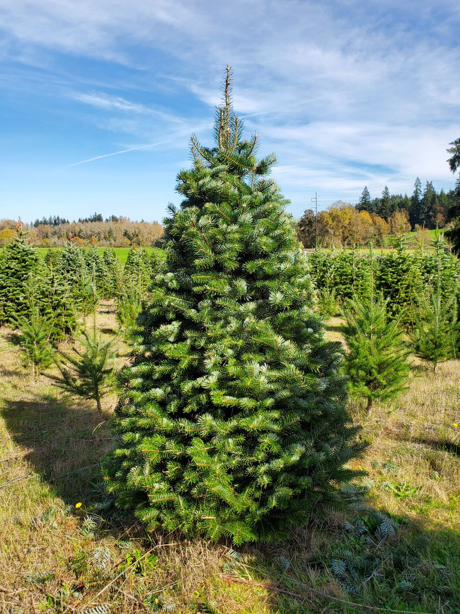 Nordman Fir Christmas Tree